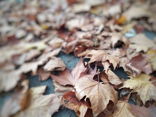 autumn leaves on ground