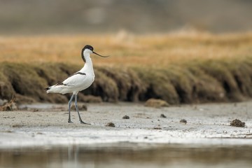 Pied avocet in the natural environment, Recurvirostra avosetta