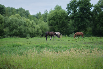 Naklejka na ściany i meble horses grazing in a green meadow on a background of trees on a cloudy day.