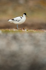 Pied avocet in the natural environment, Recurvirostra avosetta