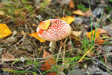 Poisonous inedible toxic mushroom fly agaric in the natural environment, autumn forest, green moss, grass, dead leaves, tinting, sunny day, extra blur