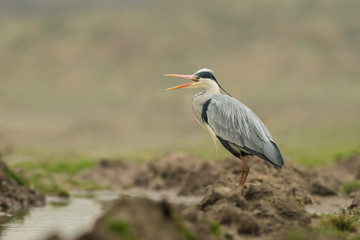 Grey heron in the natural environment, tree, nest, young, habitat, wildlife, Europe, Ardea cinerea
