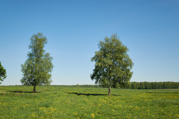 green trees on a bright sunny day on a background of blue sky and green grass. Location in Russia
