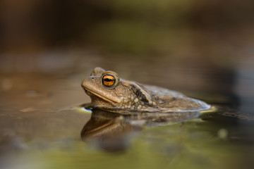 Common toad in the pool, spring mating, wildlife, isolated, Bufo bufoBufo bufofrog, 