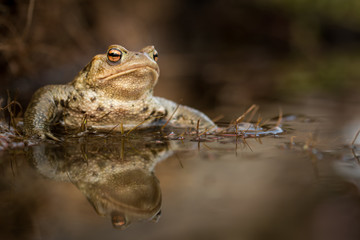 Common toad in the pool, spring mating, wildlife, isolated, Bufo bufoBufo bufofrog, 