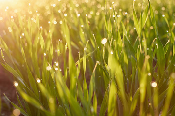 Rays of the sun through green grass in a field with clouds in the sky.