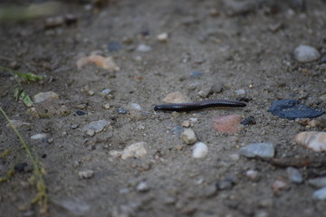 Centipede