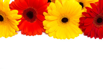 Yellow and red gerbara flowers on white background