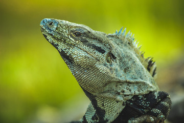 Iguana texture