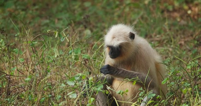 Indian common Gray langur or Hanuman langur monkey eating in Ranthambore national park, Rajasthan, India