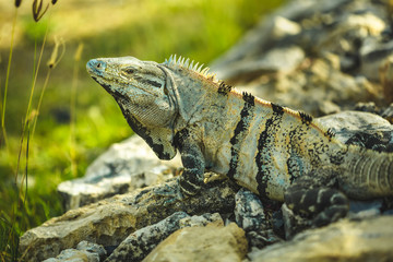 Iguanas sunbath on rocks