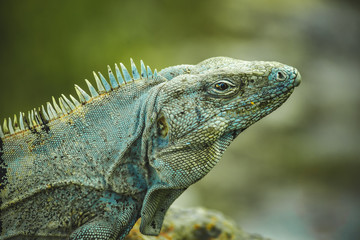 Iguana cyan details
