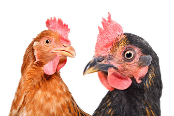 Two curious chicken, closeup, isolated on white background