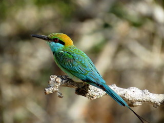 Green Bee Eater