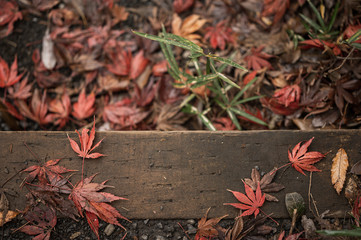 枕木に乗る紅葉したモミジ　高幡不動