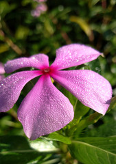 Dew drops on madagascar periwinkle flower