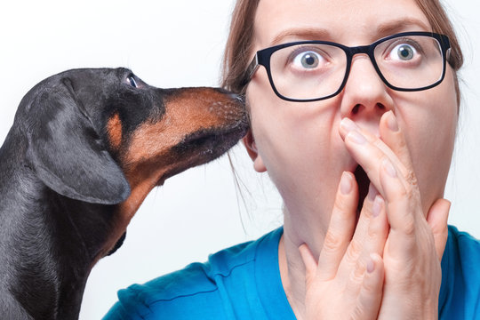 Funny dachshund whispering gossips or secret right to the ear of young woman with big eyes. Horrible news or rumors concept, white background.