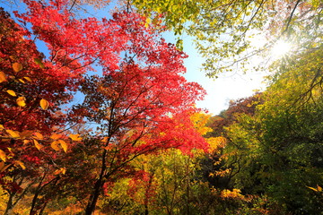 아름다운 가을 단풍
