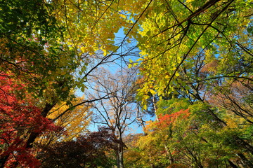 아름다운 가을 단풍