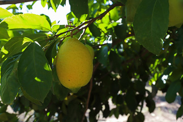 Ripe natural lemons in the tree