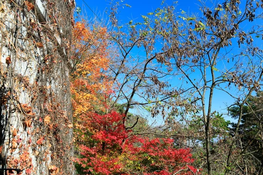 아름다운 가을 단풍 Stock Photo | Adobe Stock