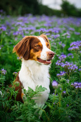 Hund im Blumenfeld