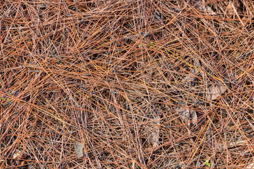 The dead leaves of pines and cypresses.