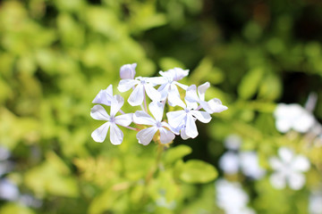 White flower heads close up