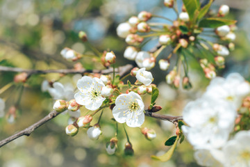 Beautiful white flowers and buds of a cherry tree on a background of blue sky. Spring awakening of nature. Selective focus.