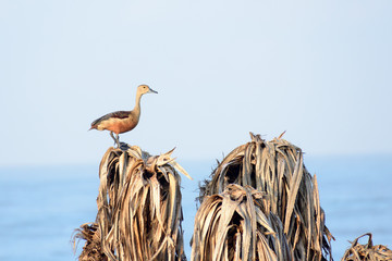 Lesser Indian whistling duck (Dendrocygna javanica), a tree nesting wetland water bird with brown...