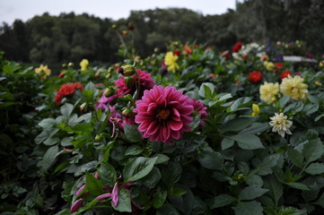 Beautiful large bright pink flower among various greens and other flowers
