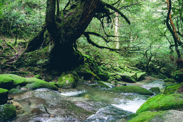 Fototapeta premium Nature of 