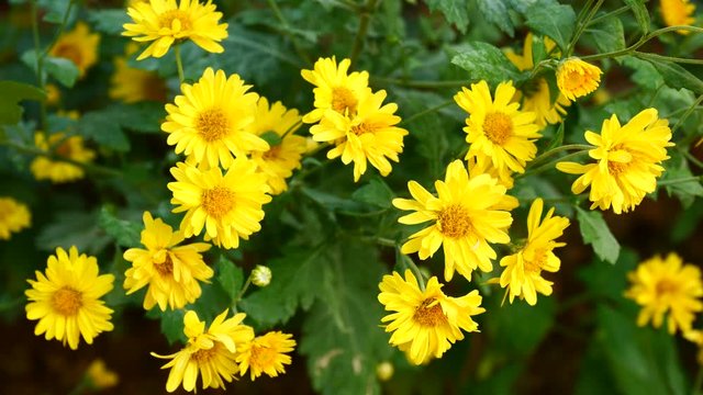 a beautiful chrysanthemum in the garden