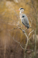 Grey heron in the natural environment, tree, nest, young, habitat, wildlife, Europe, Ardea cinerea