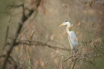 Grey heron in the natural environment, tree, nest, young, habitat, wildlife, Europe, Ardea cinerea