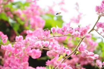 pink flowers in the garden.