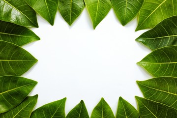 Fresh green spring leaves frame in white background