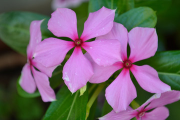 Garden flower