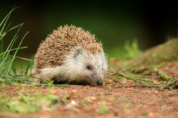 European hedgehog in the natural environment, close up, wildlife, Erinaceus roumanicus, Erinaceus...