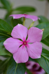 Garden flower
