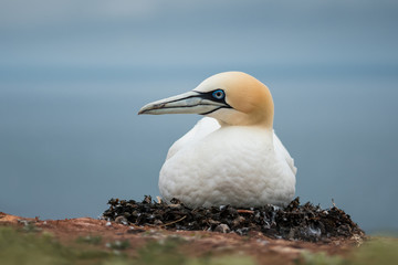 Northern gannet in the natural environment, wildlife, close up, Europe, Morus bassanus