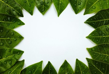 Green tropical leaves frame with water drops