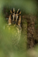 Long eared owl in the natural environment, owl portrait, day photo, close up, Asio otus