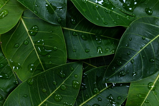 Dark Green Leaves With Water Dew Drops Background