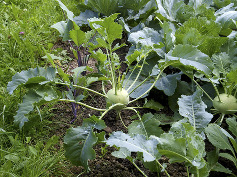 Kohlrabi, Rum&auml;nien, Transsilvanien, Atia (Harghita)