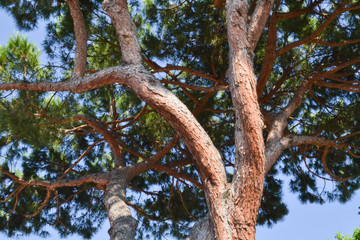 Obraz premium Mediterranean pine tree
