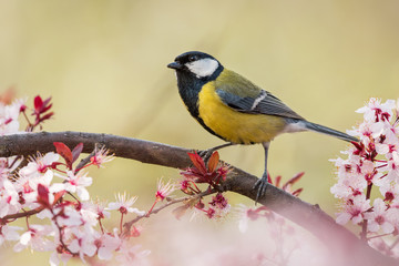 European tit on the branch with red fruits, natural environment, wildlife, close up, Cyanistes caeruleus, Parus major