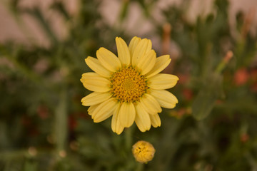 A flower