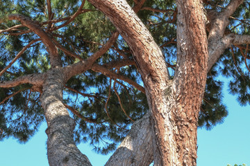 Fototapeta premium Mediterranean pine tree
