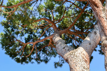 Mediterranean pine tree